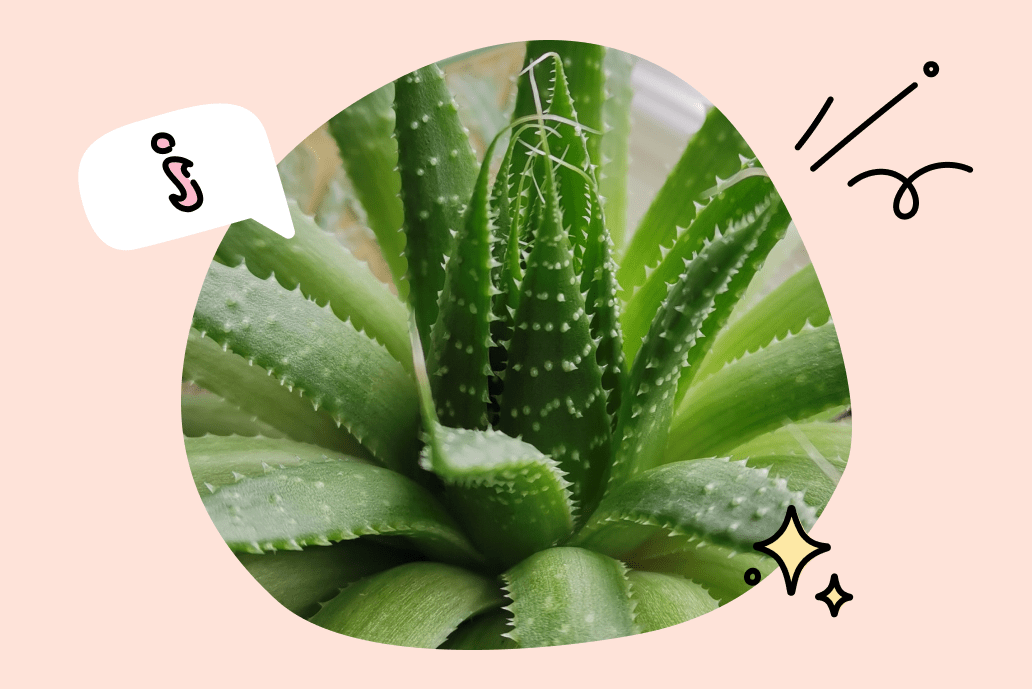 Aloe Vera Juice Benefits, Uses, Side Effects — Unimeal