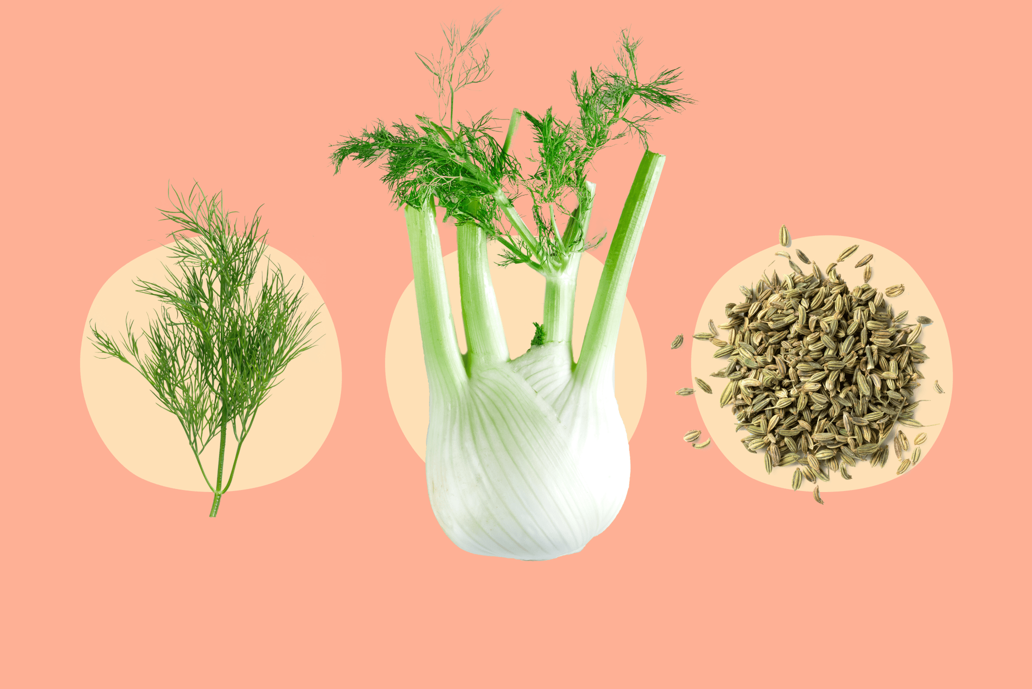 Fennel And Fennel Seeds Health Benefits, Common Uses & Side Effects — Unimeal
