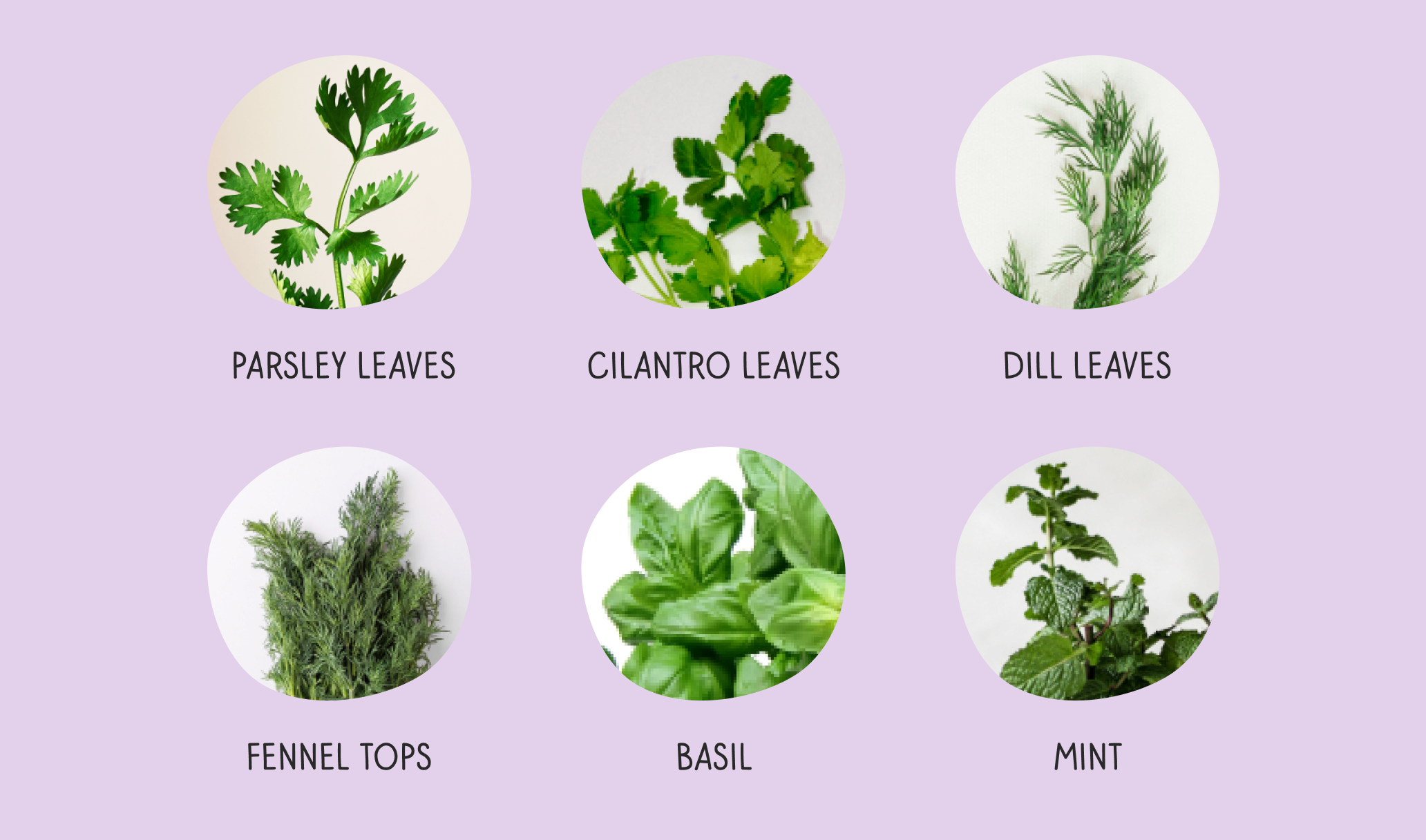 Mint 101: Benefits, Nutrition, Storage, and More!